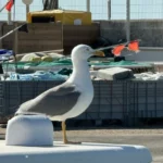 IMG-20240612-WA0010